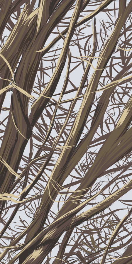 Close up of tree branches