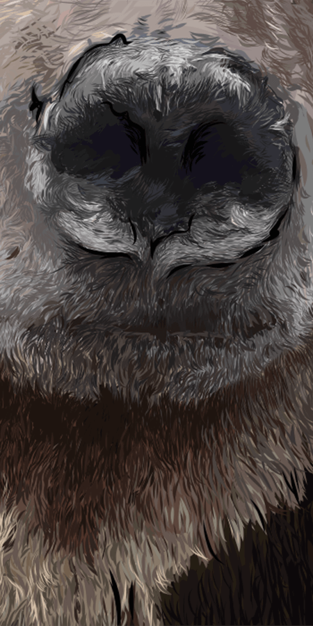 Close up image of snout