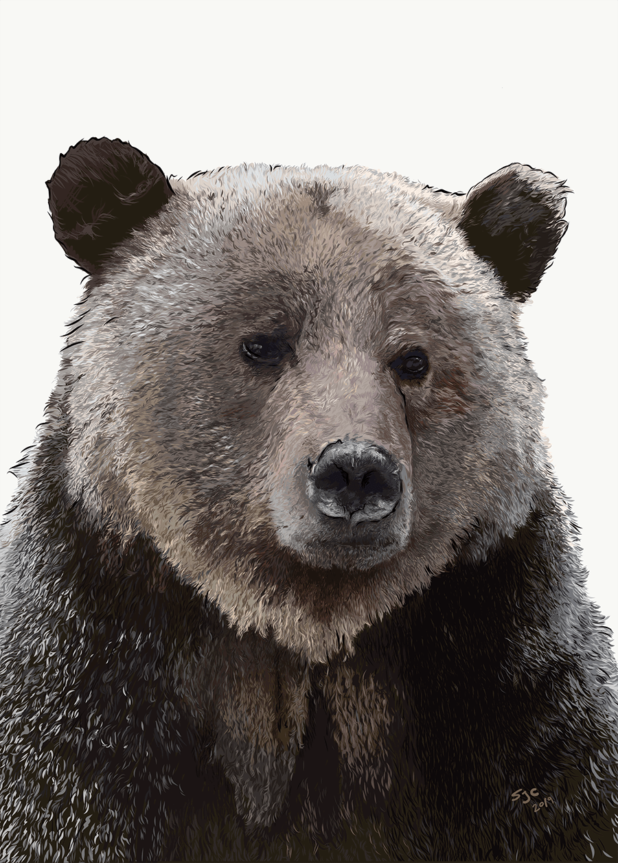 Kananaskis Grizzly - Vector illustration
