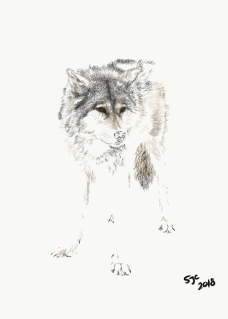 Rue, Yamnuska Wolfdog layer 1