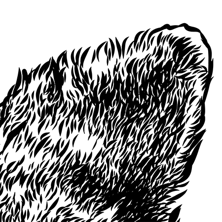 Close up image of ear