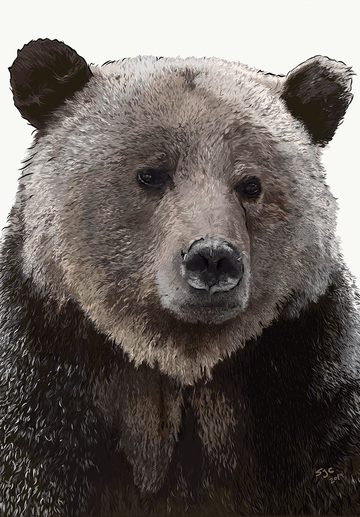 Kananaskis Grizzly - teaser image